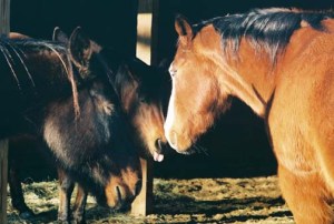 horses relaxing together