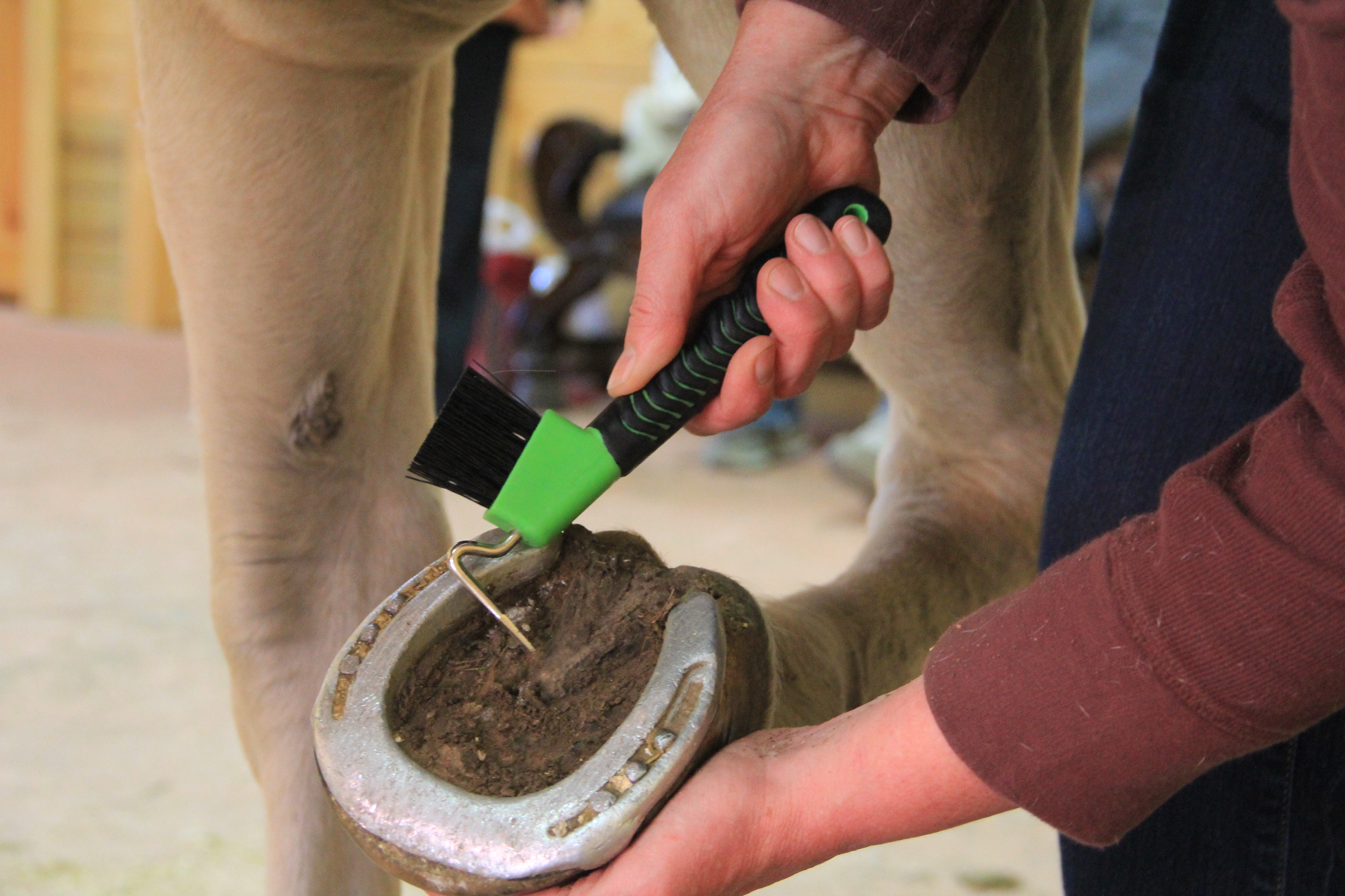 How to trim horse hooves: 13 steps with pictures)   wikihow